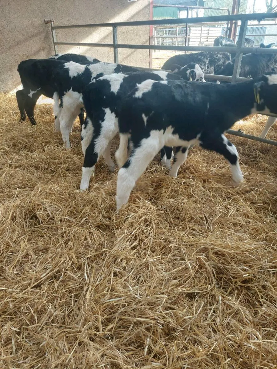 7 Heifer calves - Image 3