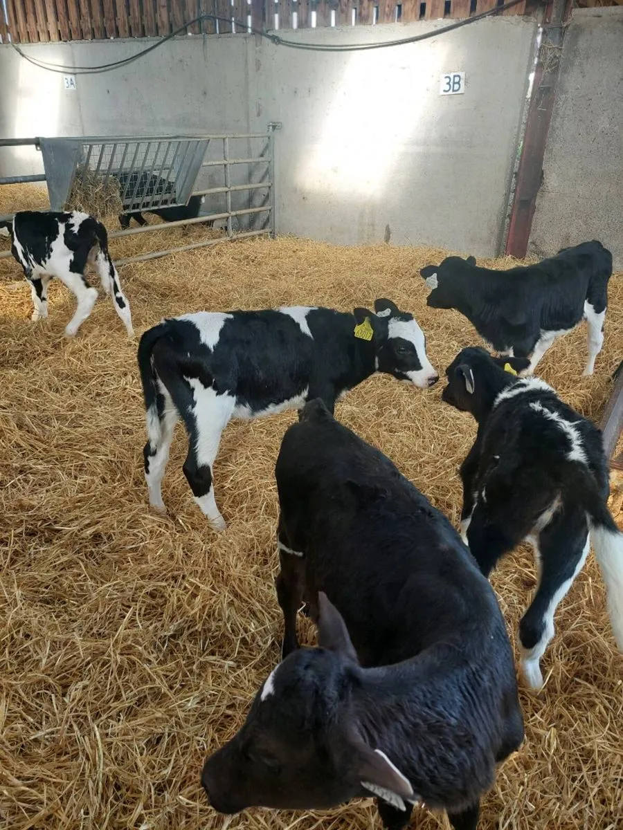 7 Heifer calves - Image 4