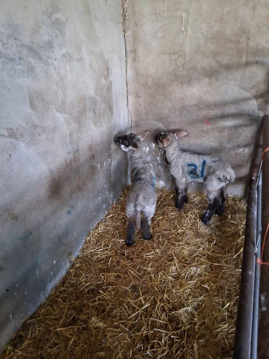 Pet lambs for sale - Image 1