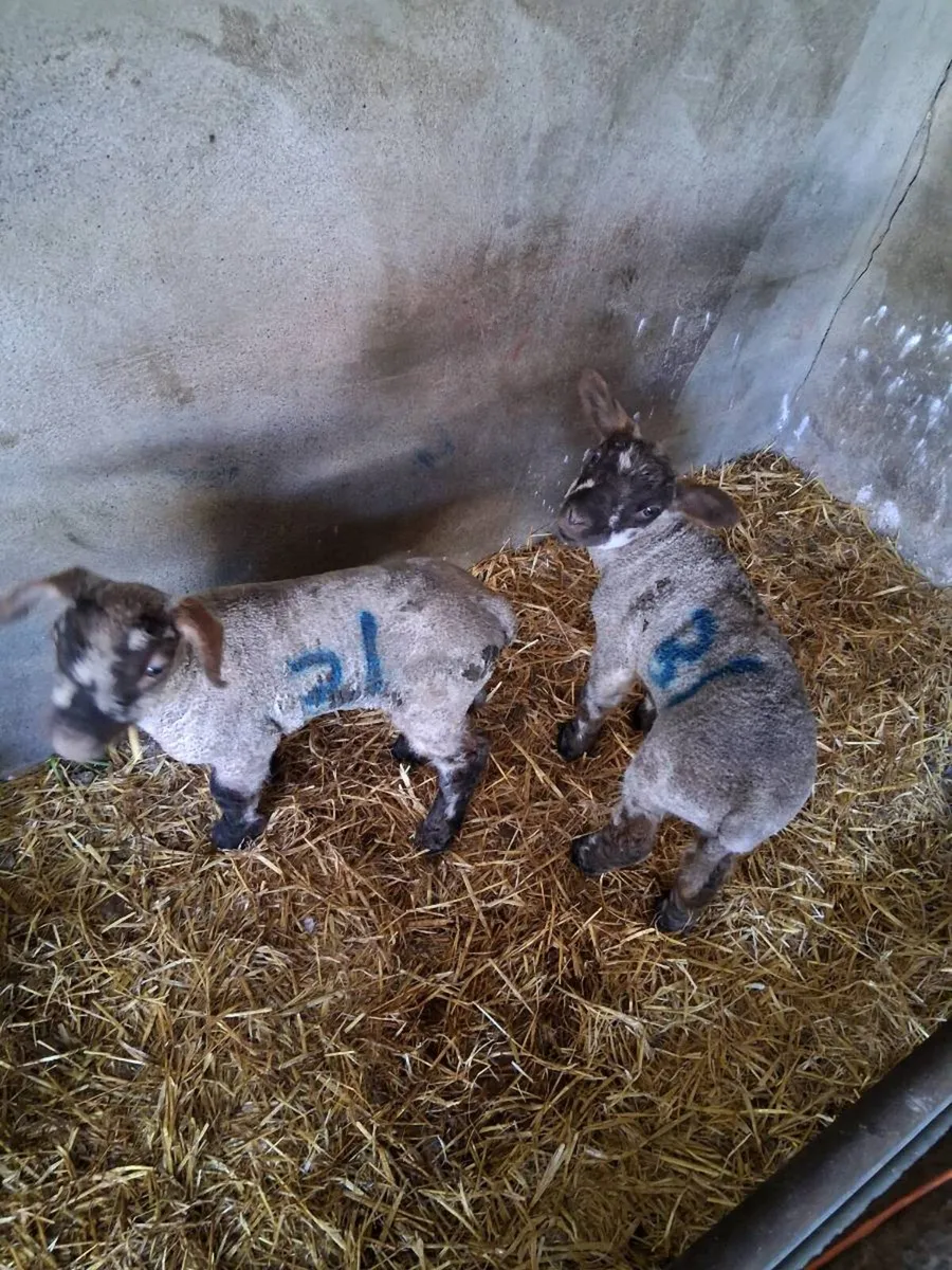 Pet lambs for sale - Image 2