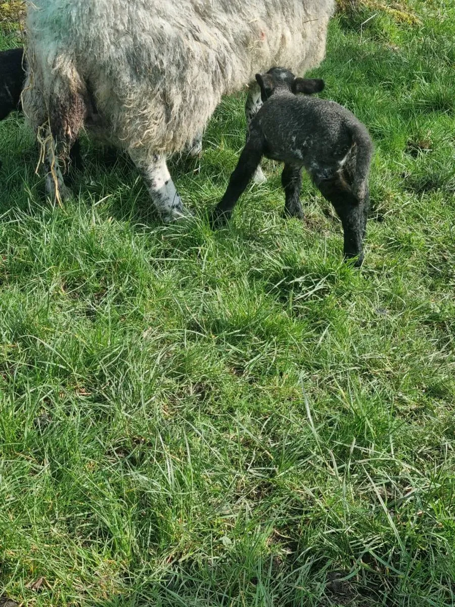 Pet lamb - Image 2