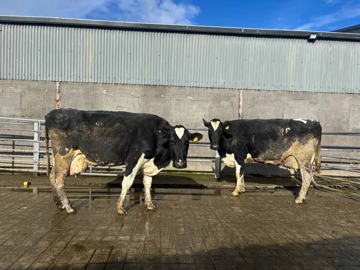 Cows for rearing calves - Image 1