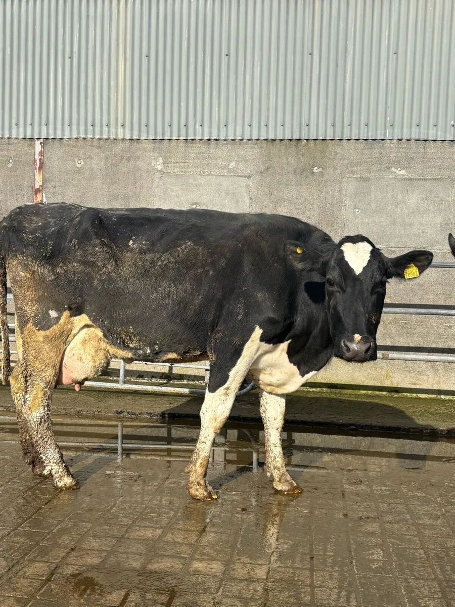 Cows for rearing calves - Image 3