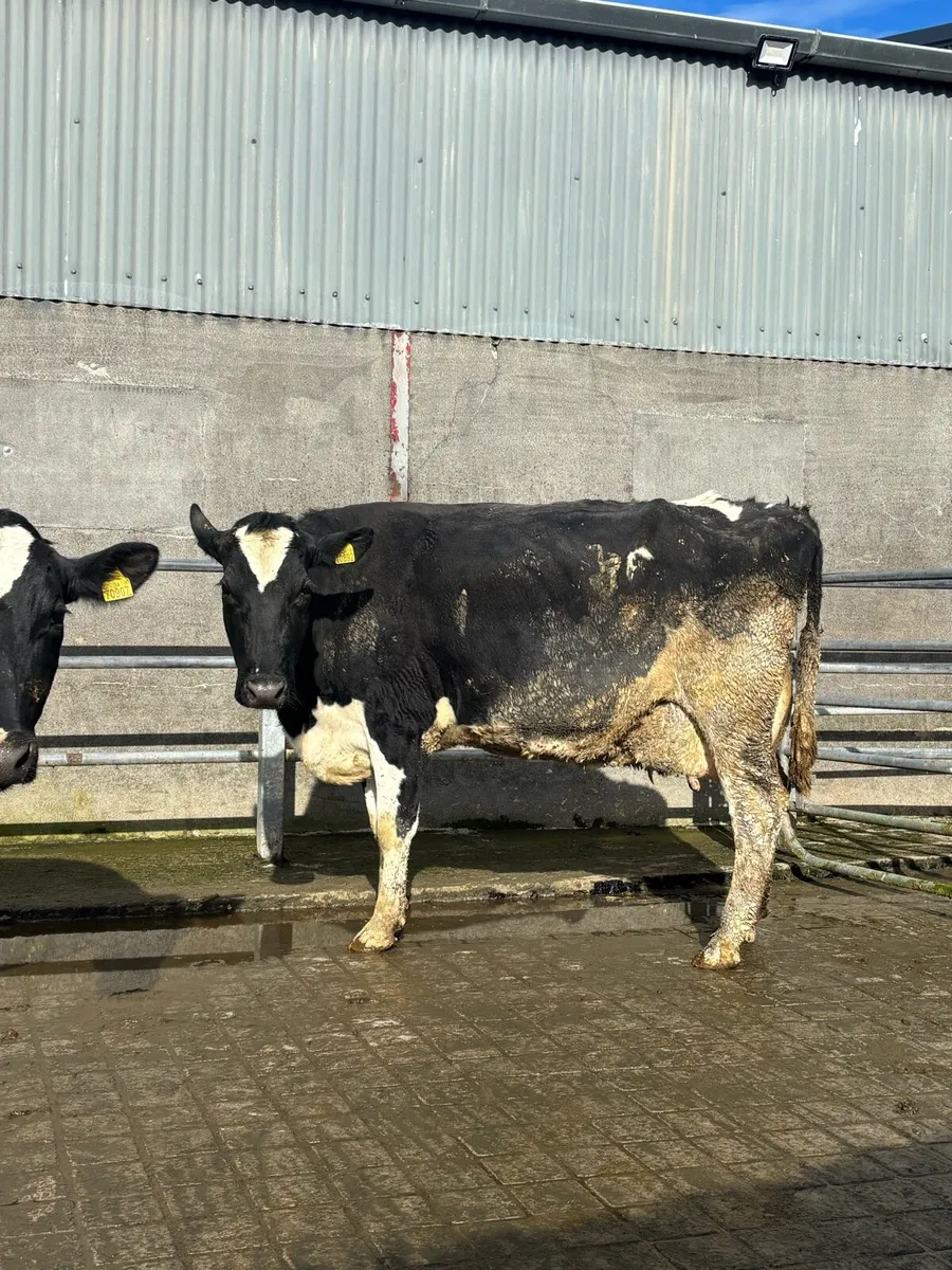 Cows for rearing calves - Image 2