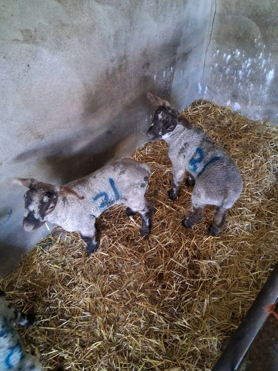 Pet lambs for sale - Image 3