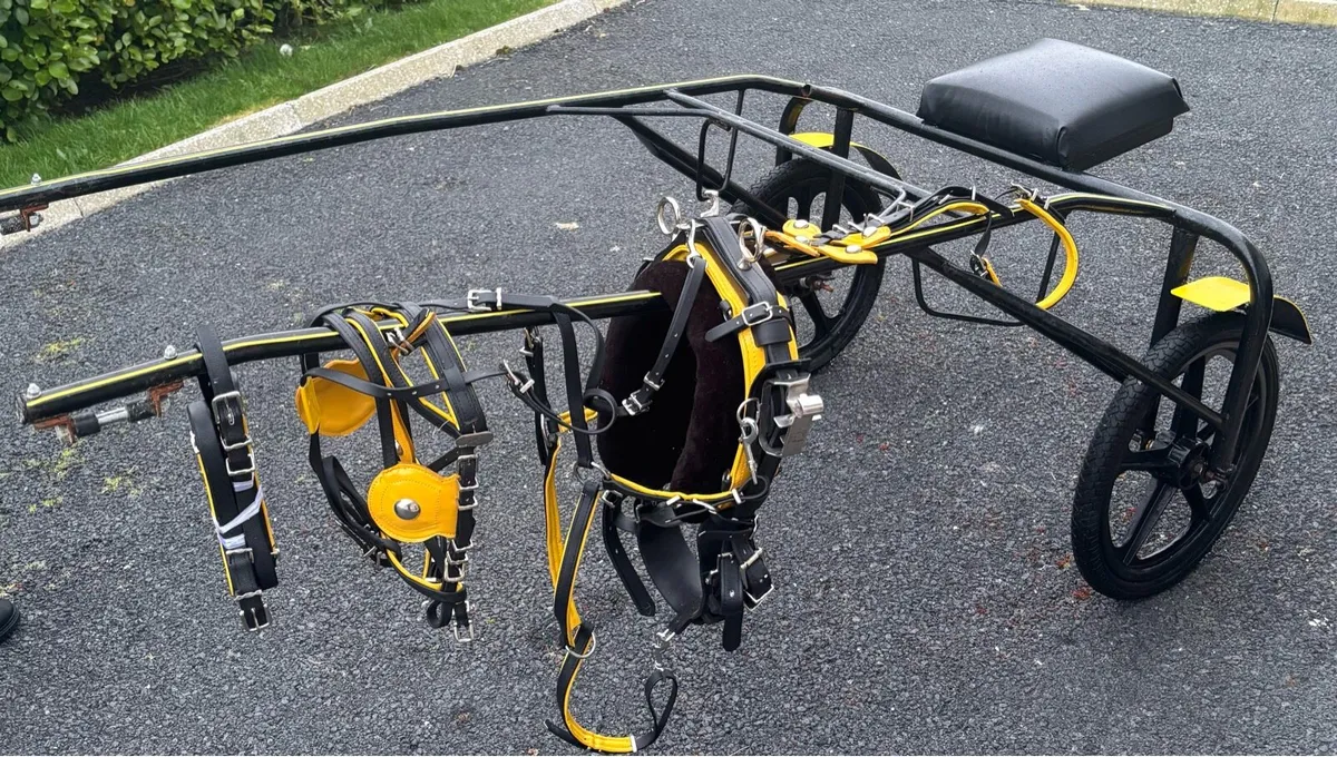 New Pony Turn Out - Image 2