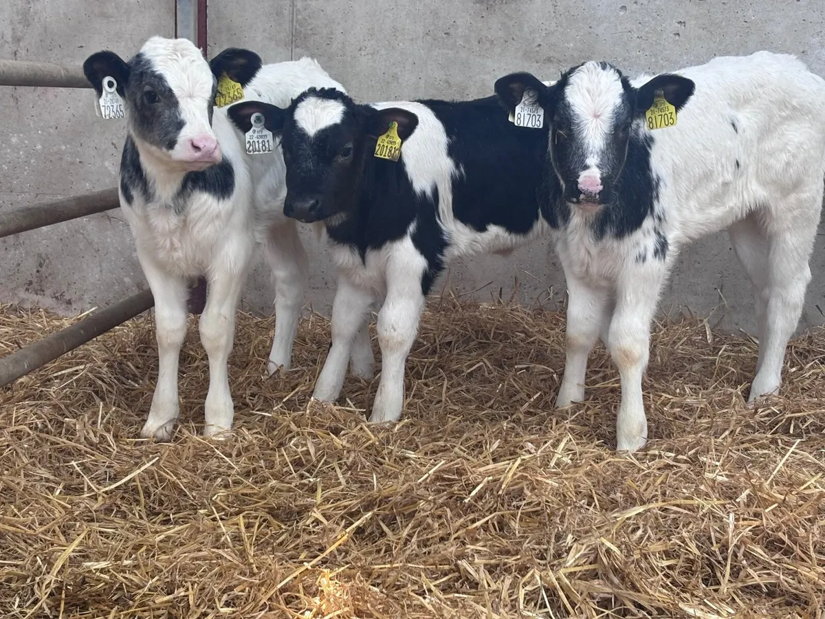 9 top quality Belgium blue calves for sale - Image 3
