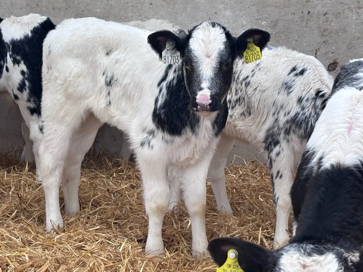 9 top quality Belgium blue calves for sale - Image 2