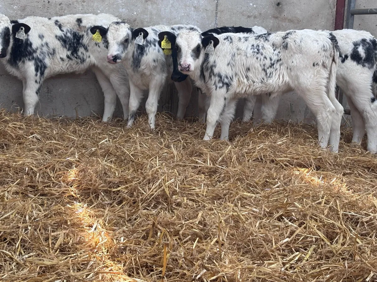 9 top quality Belgium blue calves for sale - Image 4
