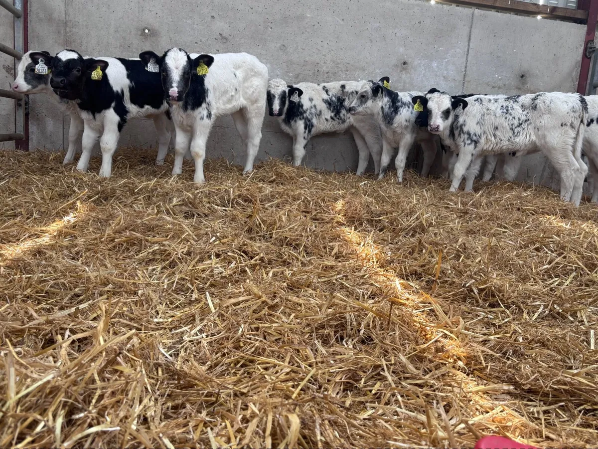 9 top quality Belgium blue calves for sale - Image 1