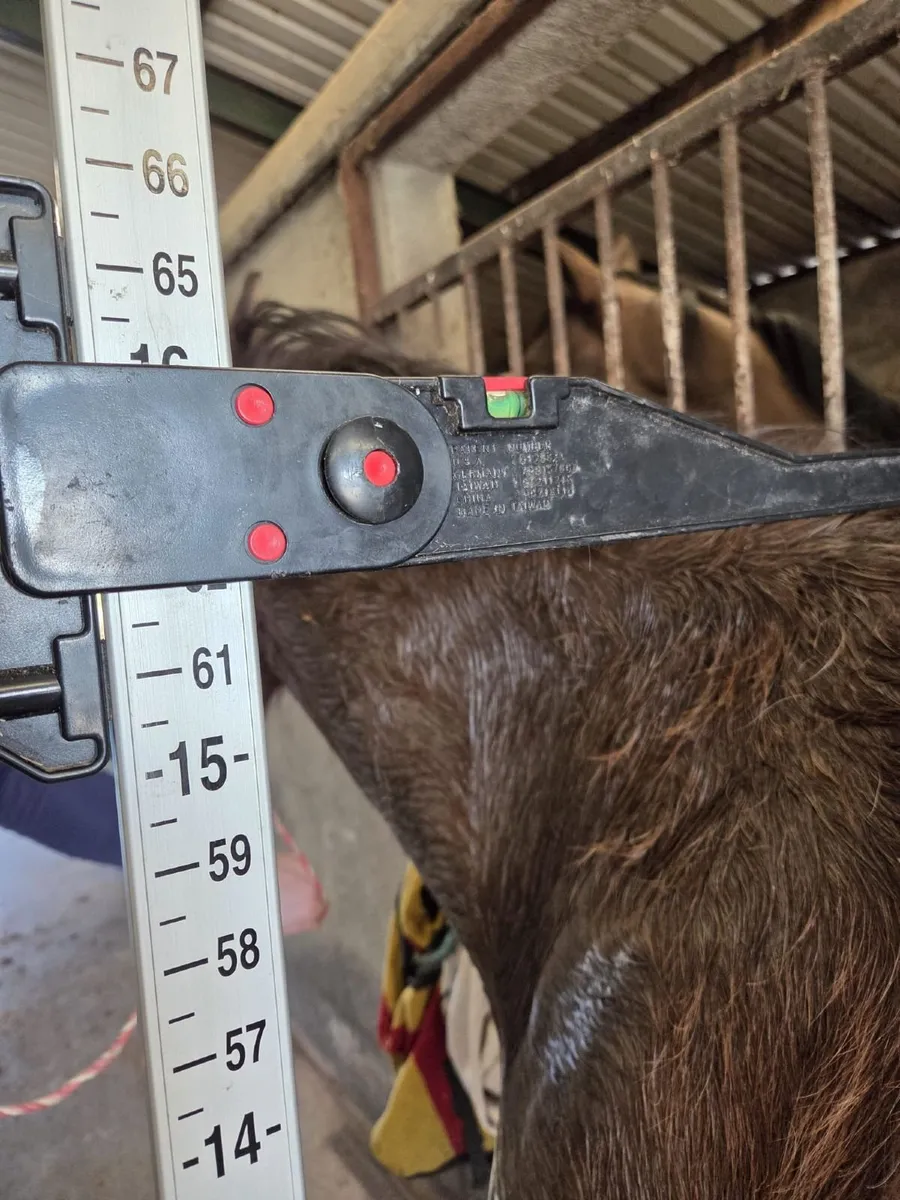 4 Year Old 15'2 Sligo Candy Boy X Cooper VDH - Image 3