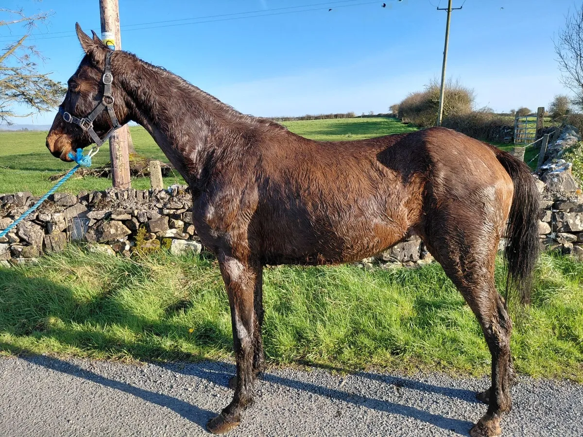 4 Year Old 15'2 Sligo Candy Boy X Cooper VDH - Image 1