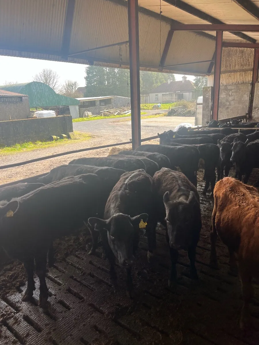 Angus Heifers - Image 3