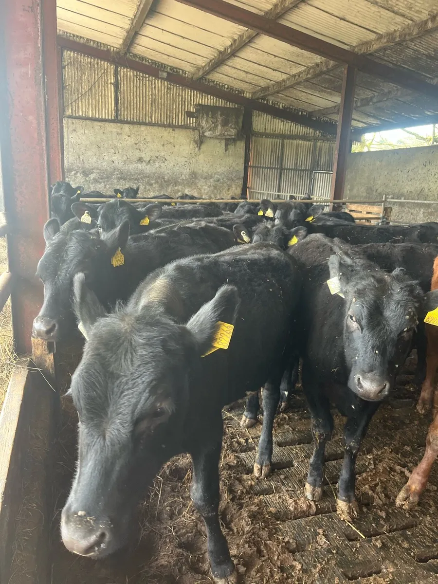 Angus Heifers - Image 4