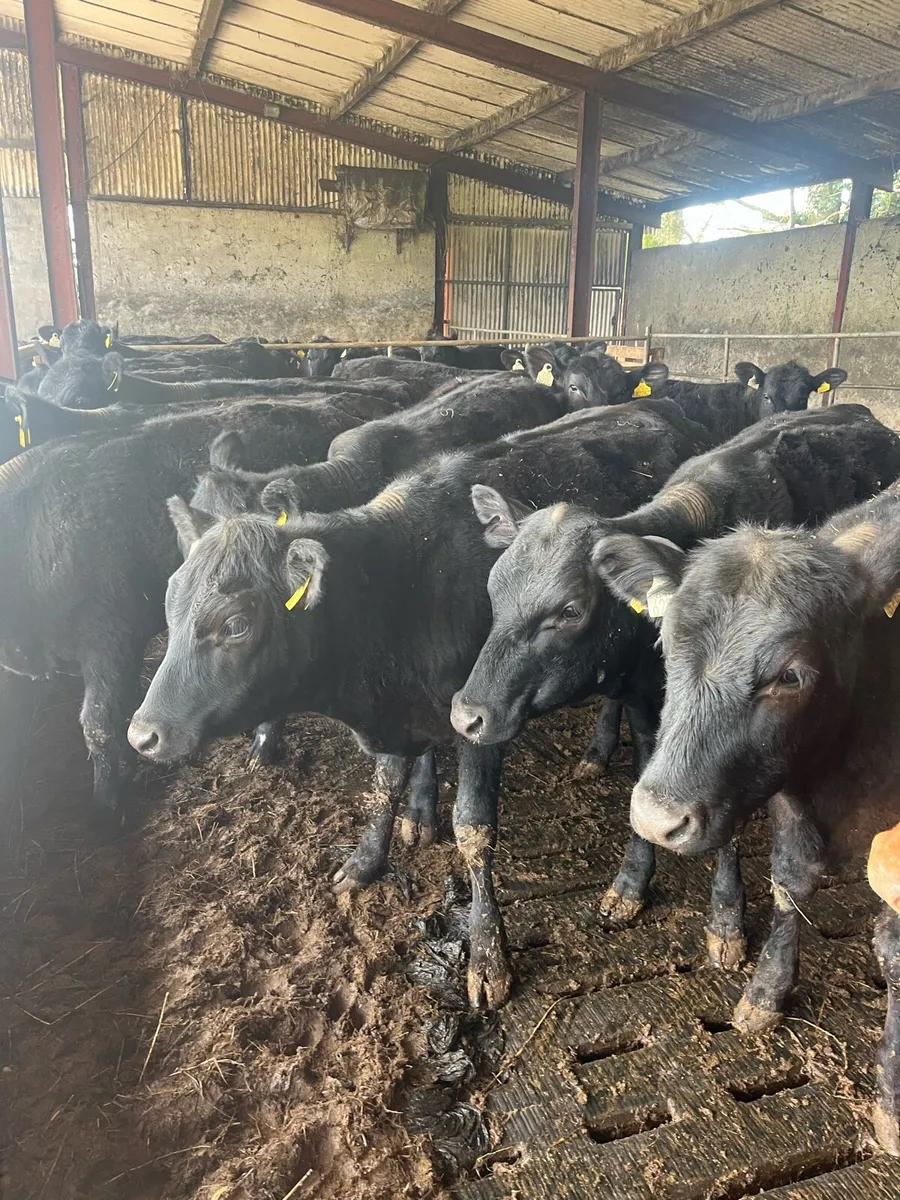 Angus Heifers - Image 2
