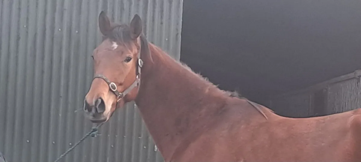 Mare for sale - Image 2