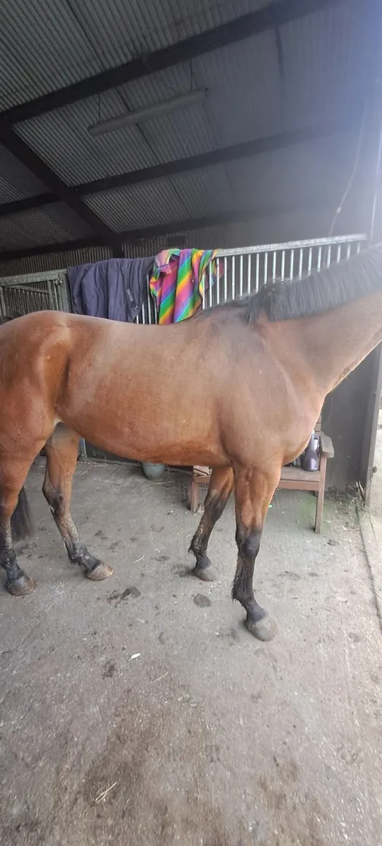 Mare for sale - Image 3