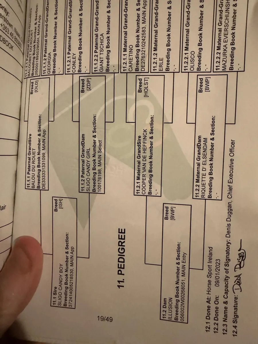 4 Year Old 15'2 Sligo Candy Boy X Cooper VDH - Image 4