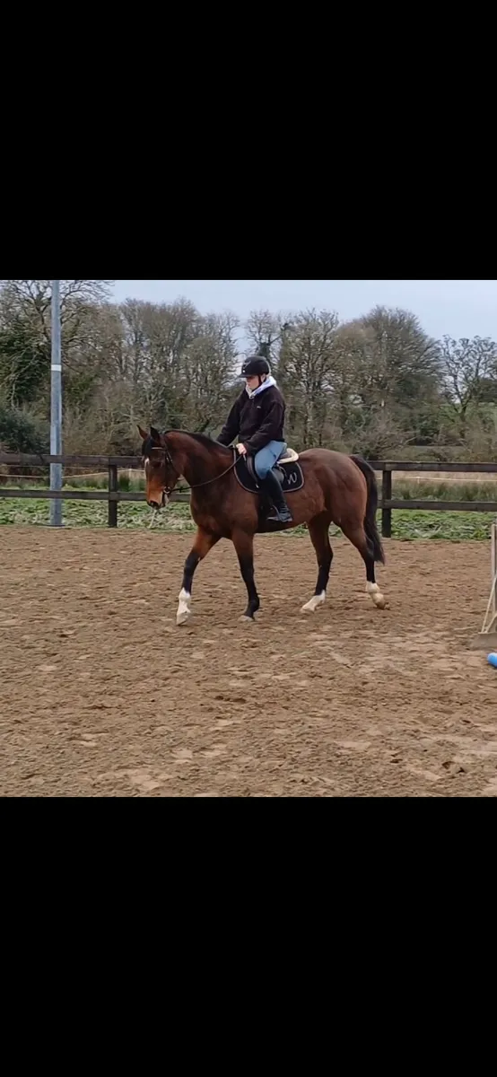 Quiet 4yr old Castlecomer Q - Image 2