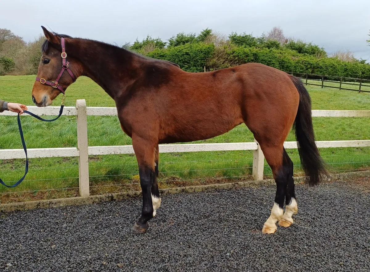 Quiet 4yr old Castlecomer Q - Image 1