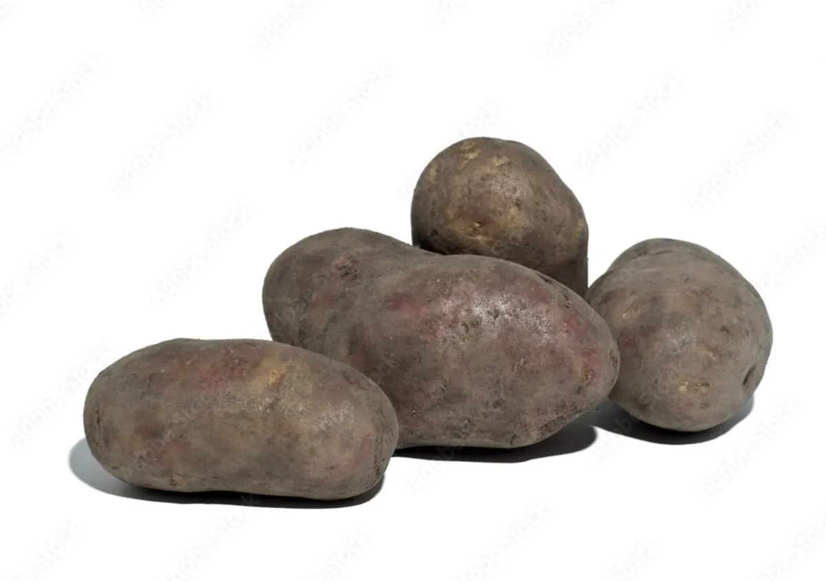 Potatoes for cattle feed
