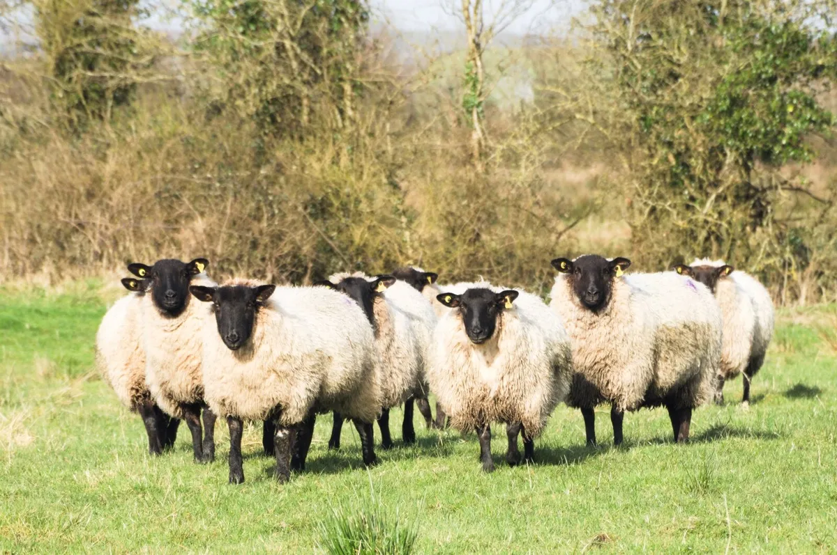 In-lamb yearling hoggets - Suffolk & grey-faced - Image 1
