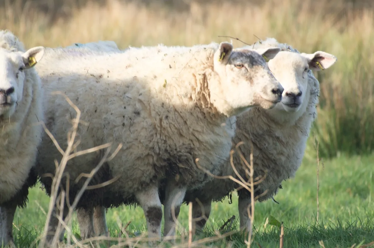 In-lamb yearling hoggets - Suffolk & grey-faced - Image 2
