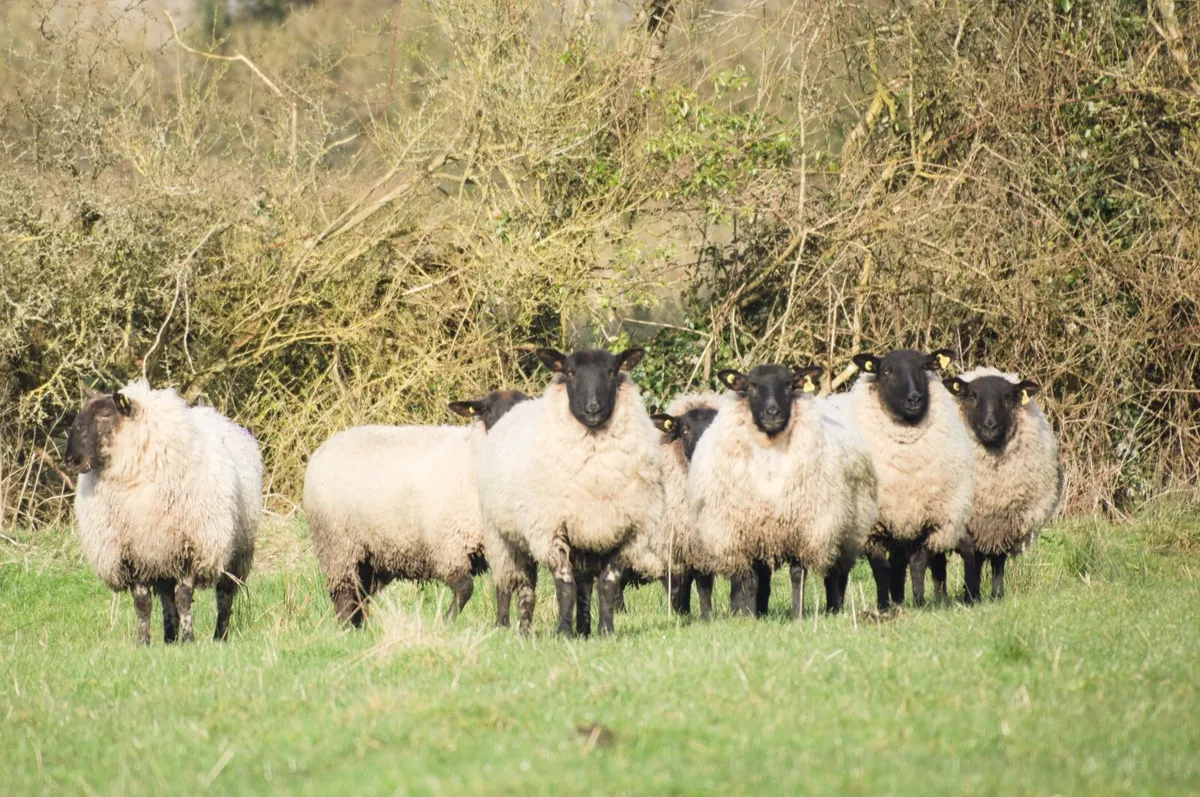 In-lamb yearling hoggets - Suffolk & grey-faced - Image 3