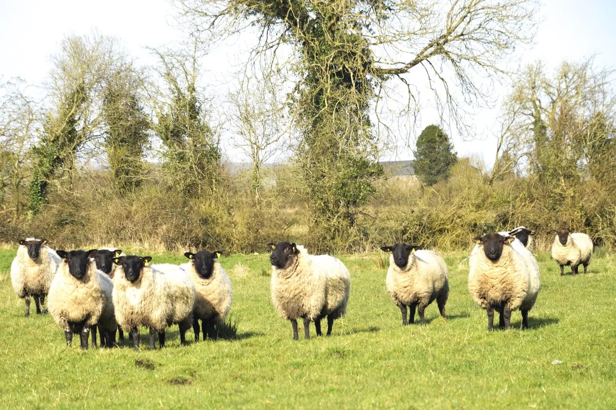 In-lamb yearling hoggets - Suffolk & grey-faced - Image 1