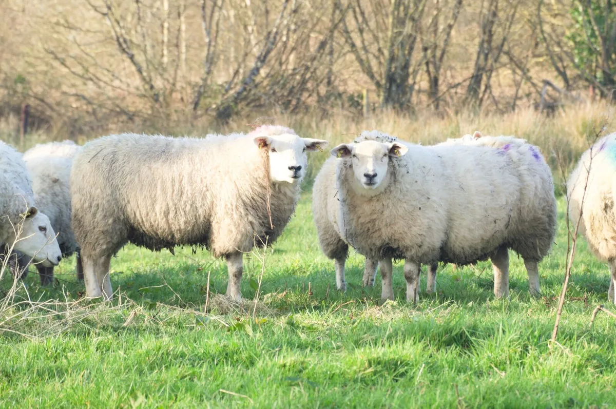 In-lamb yearling hoggets - Suffolk & grey-faced - Image 4