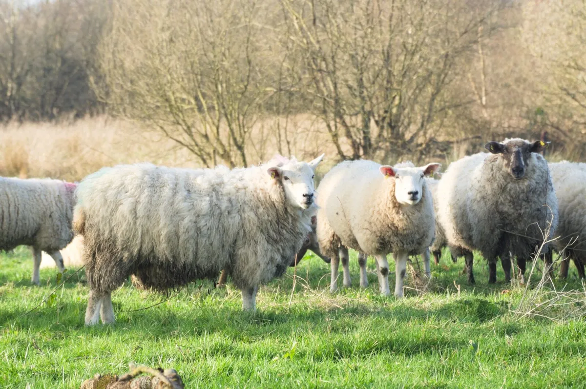 In-lamb yearling hoggets - Suffolk & grey-faced - Image 1