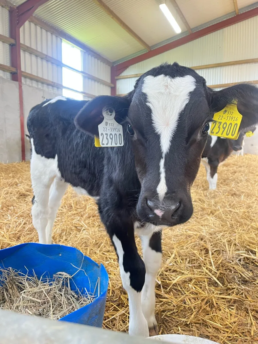 PBR Holstein Bull Calf - Image 1