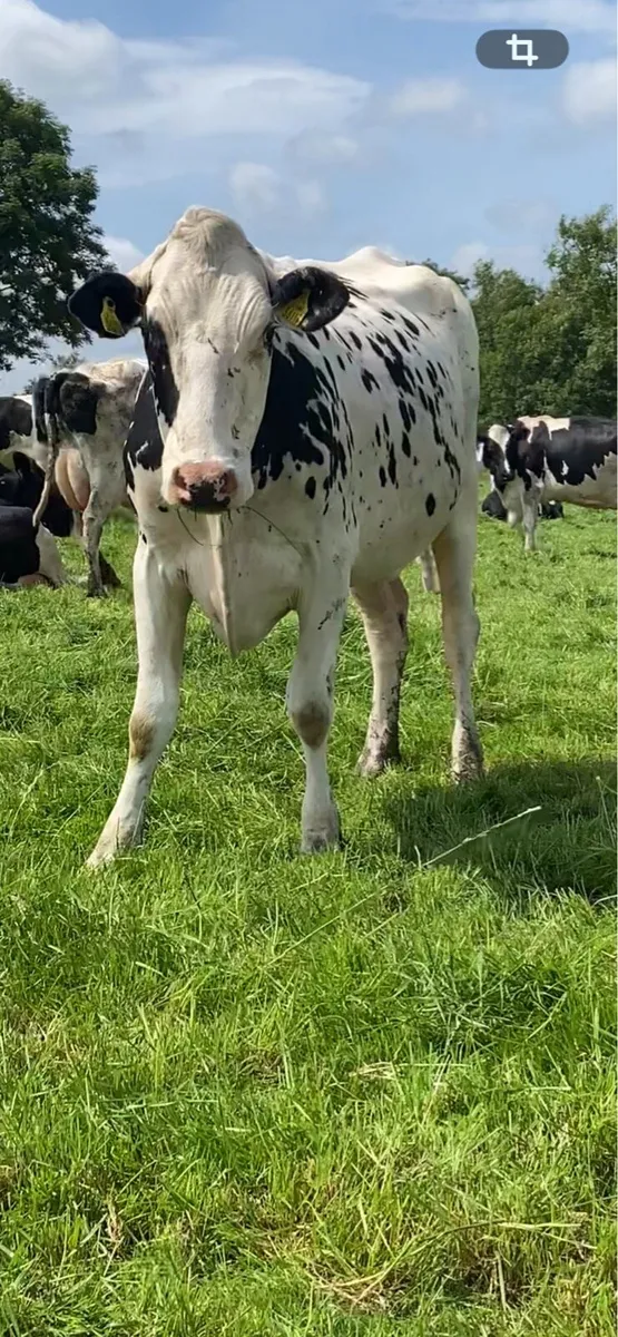 PBR Holstein Bull Calf - Image 2