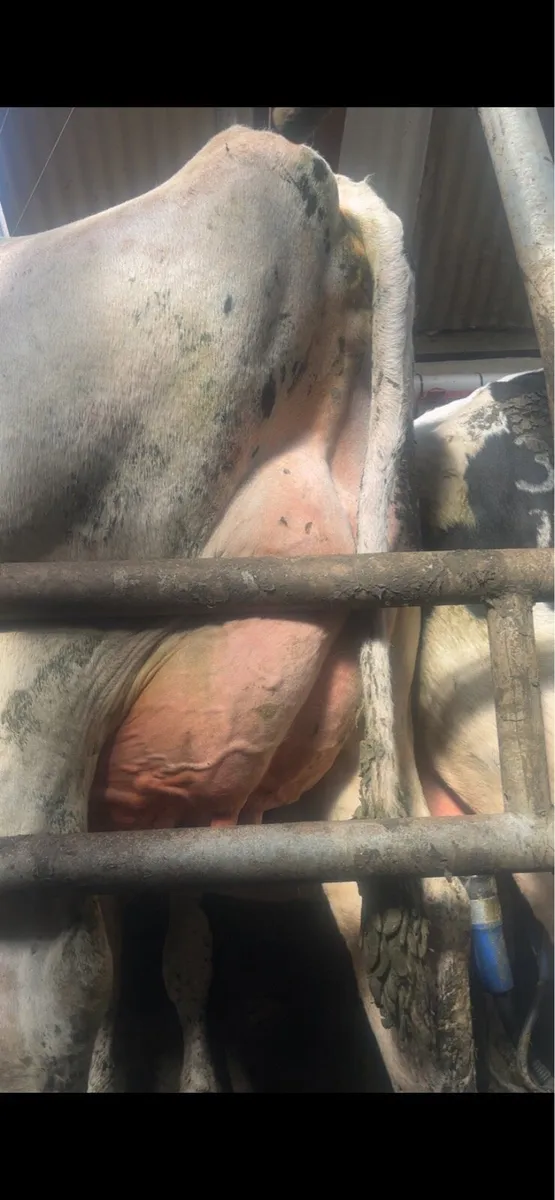 PBR Holstein Bull Calf - Image 3