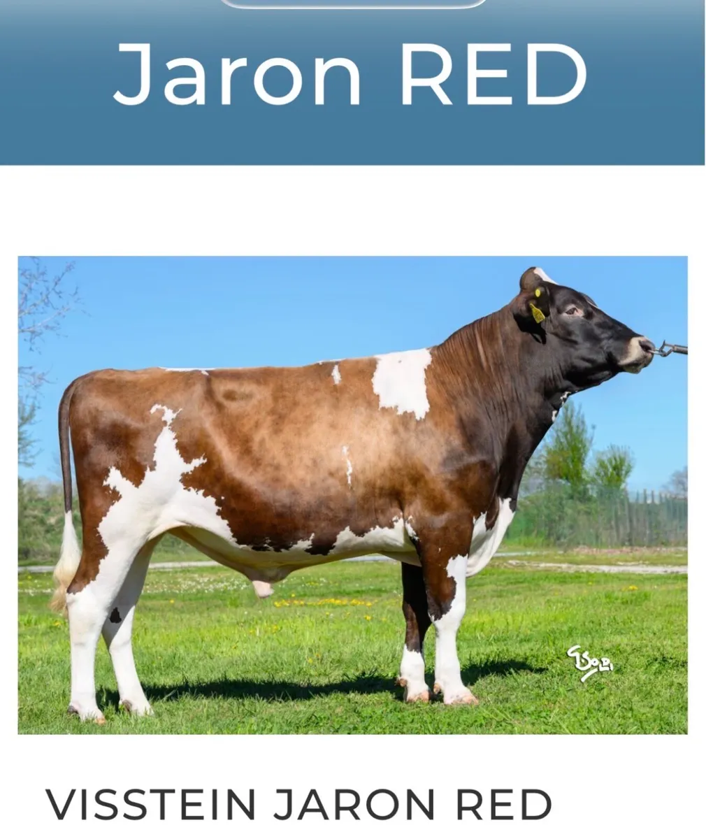 PBR Holstein Bull Calf - Image 4