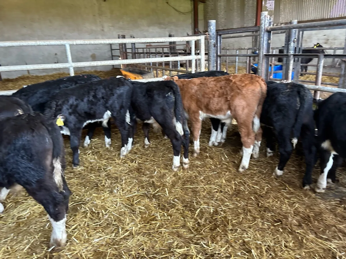 10 super reared Hereford bulls - Image 2