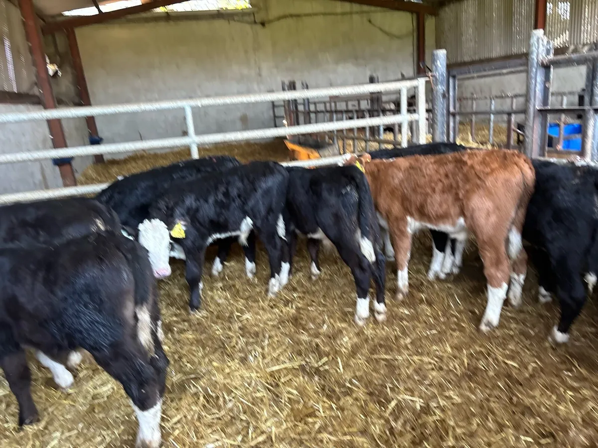 10 super reared Hereford bulls - Image 3