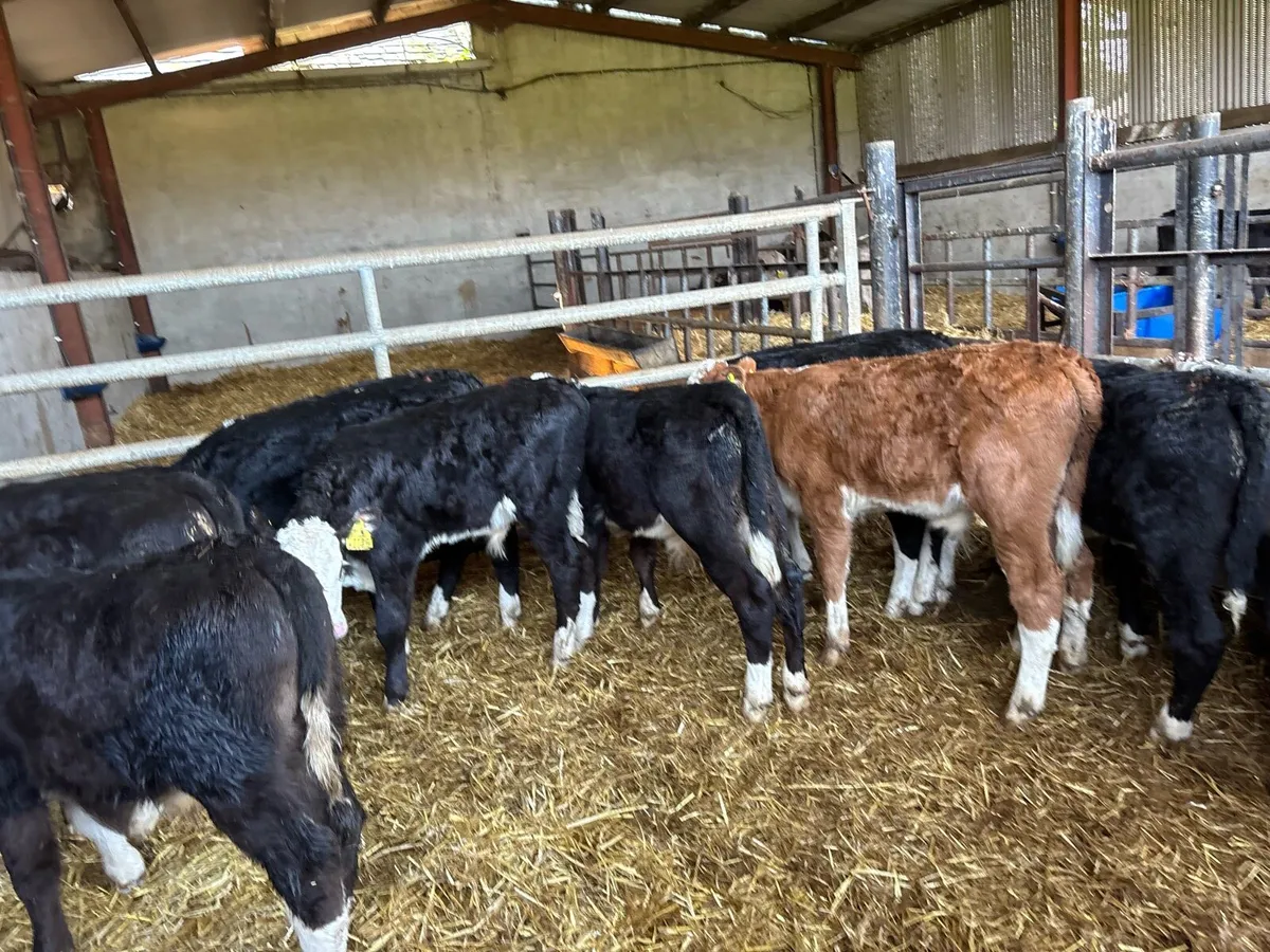 10 super reared Hereford bulls - Image 4