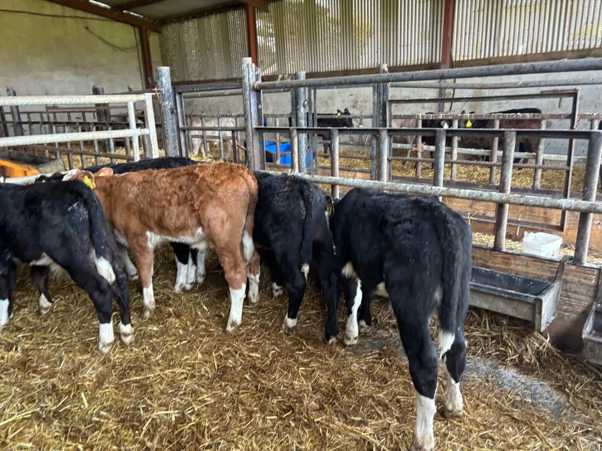 10 super reared Hereford bulls - Image 1