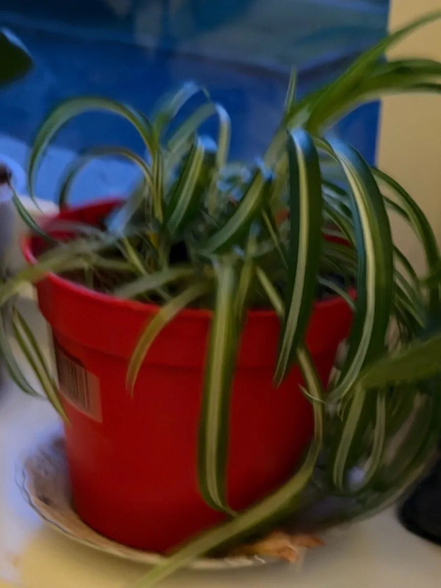 Indoor plants - Image 1