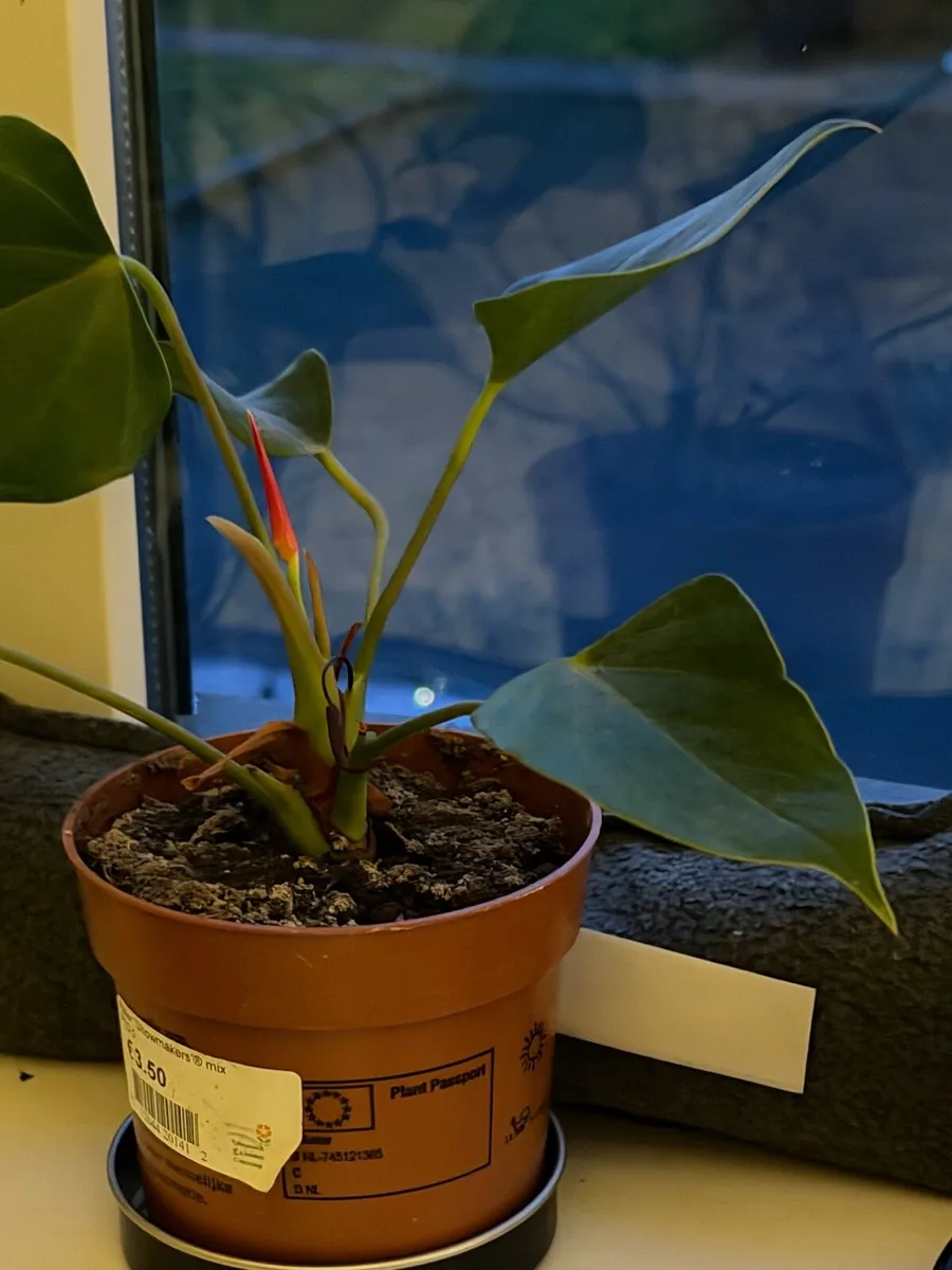 Indoor plants - Image 2