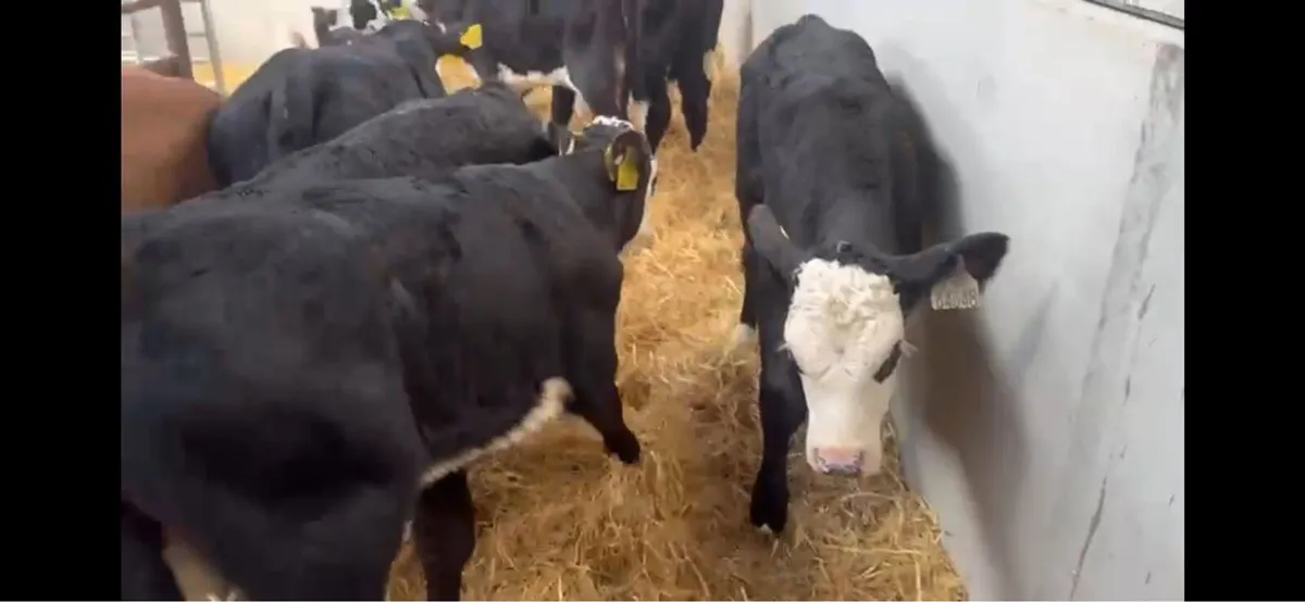 ❌white head hefiers ❌ - Image 2