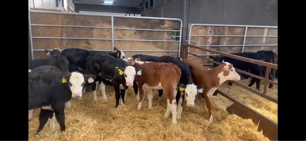 ❌white head hefiers ❌ - Image 1