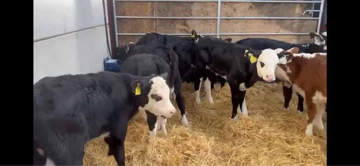 ❌white head hefiers ❌ - Image 3