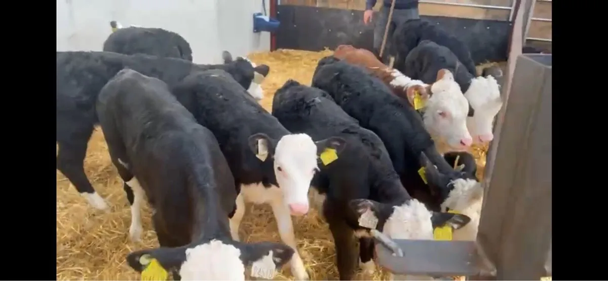 ❌white head hefiers ❌ - Image 4