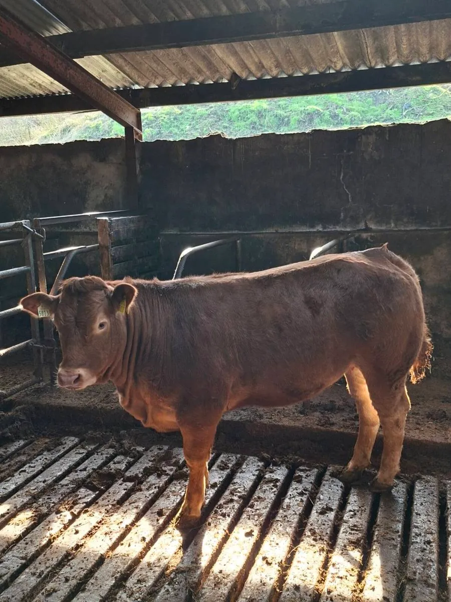 14 month old PBR Limousin heifer - Image 2