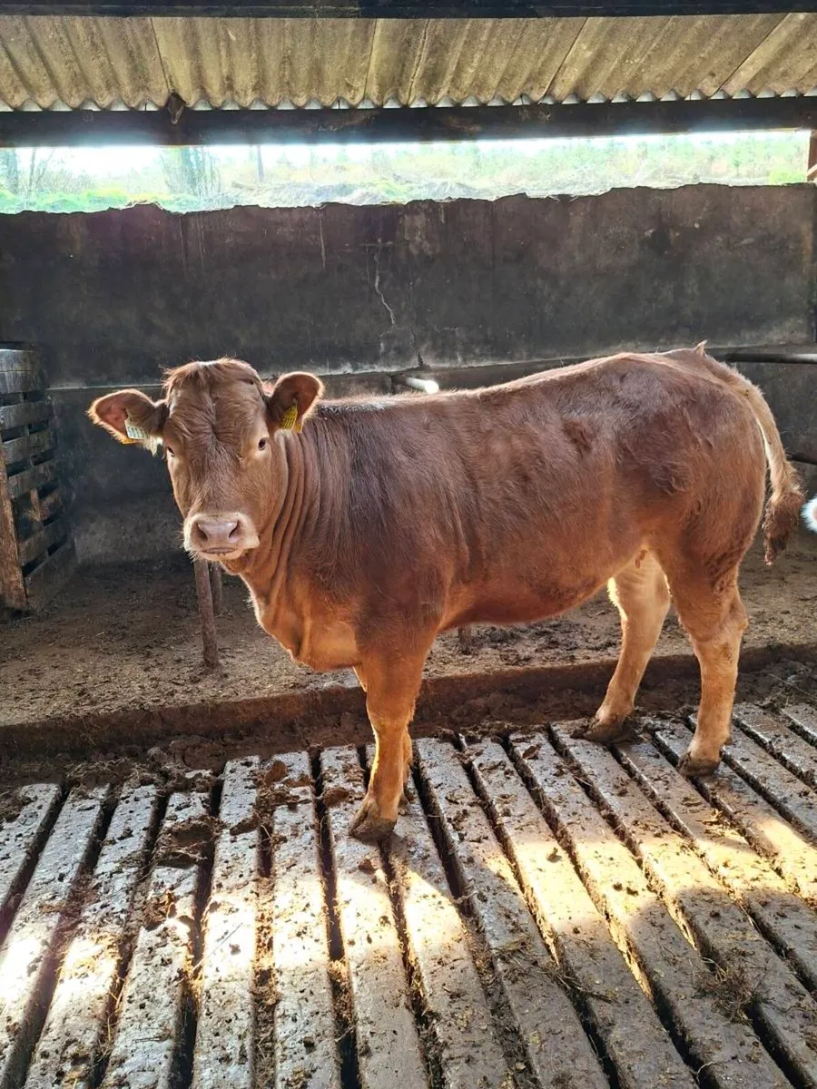 14 month old PBR Limousin heifer - Image 1