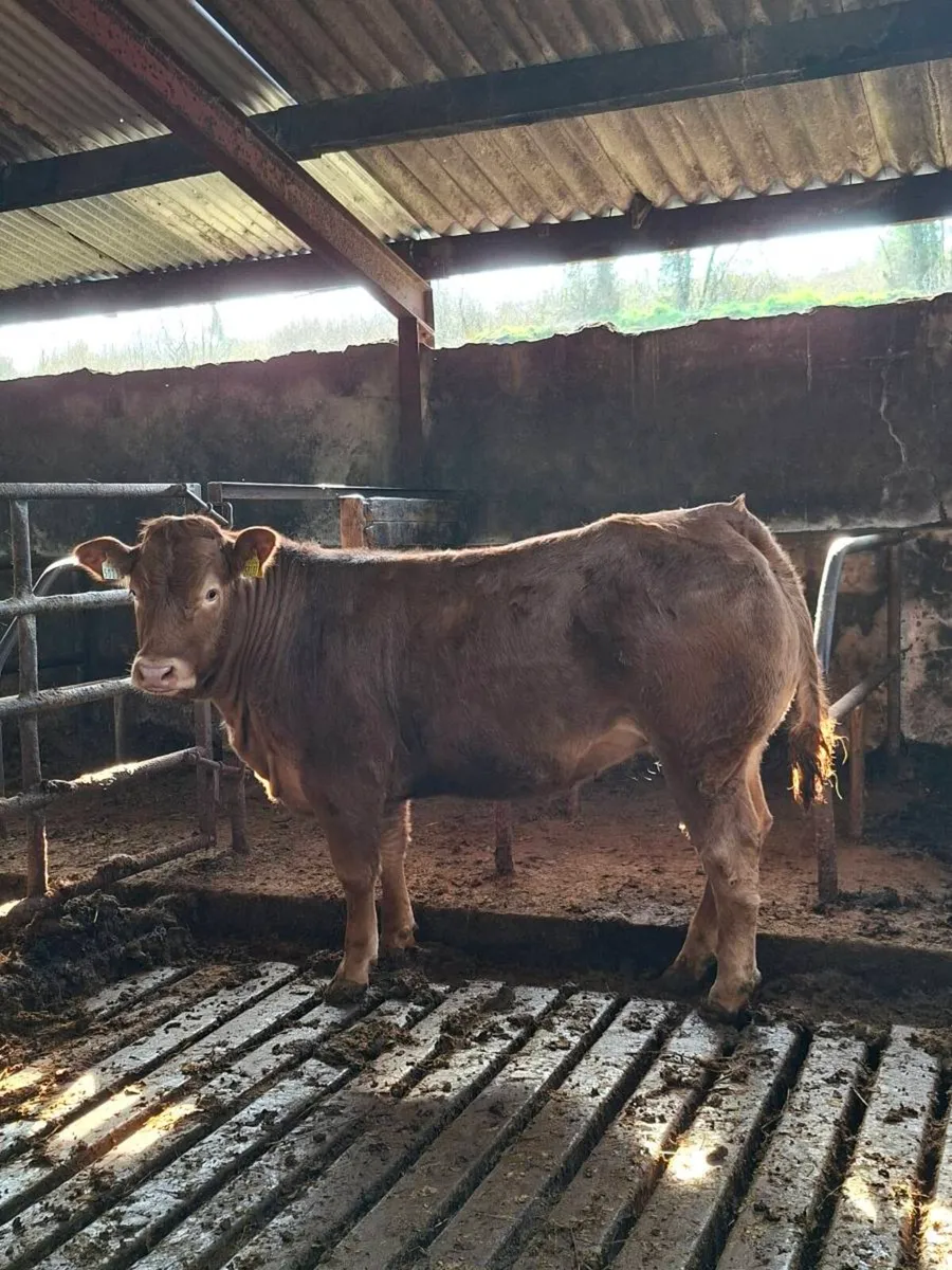 14 month old PBR Limousin heifer - Image 3