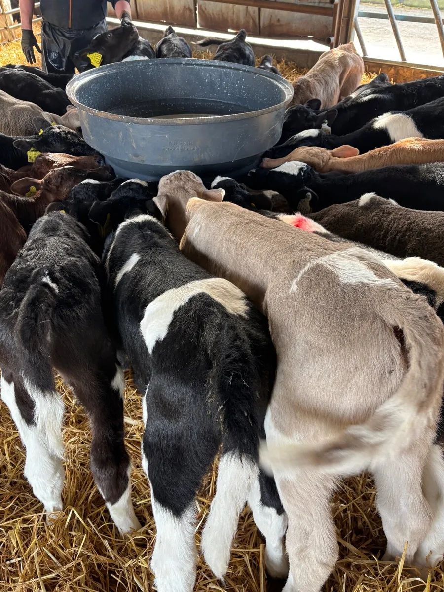 AA/CH/BB/FR CALVES FOR SALE - Image 2