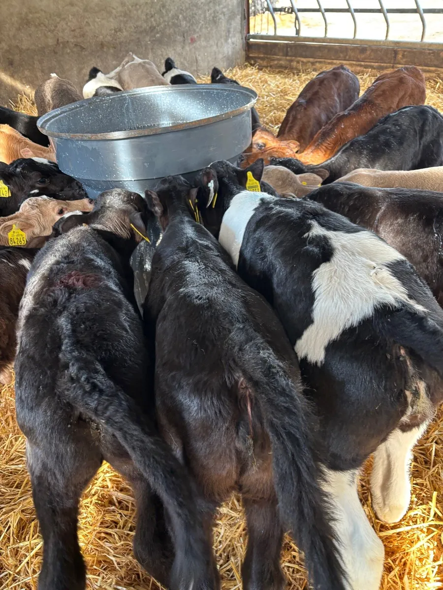 AA/CH/BB/FR CALVES FOR SALE - Image 1
